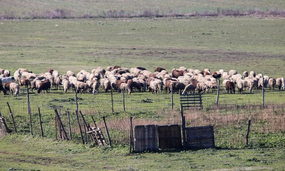 Κοπάδι προβάτων προκάλεσε τροχαίο στην εθνική οδό Αντιρρίου - Ιωαννίνων